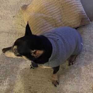 Set of New doggie fleece and coat. Size med